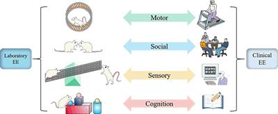 The role of enriched environment in neural development and repair